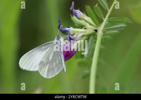 Papillon blanc en bois cryptique sur fleur violette - Leptidea juvernica Banque D'Images