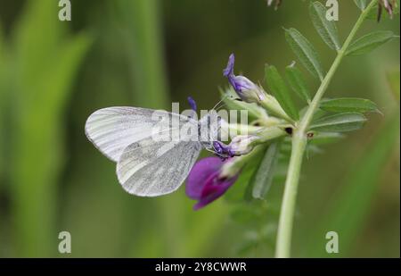 Papillon blanc en bois cryptique sur fleur violette - Leptidea juvernica Banque D'Images