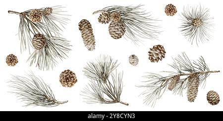 Clipart aquarelle de branches de pin ou de sapin sur fond isolé. Banque D'Images