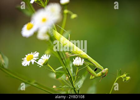 La mante européenne entre fleurs et herbe Banque D'Images