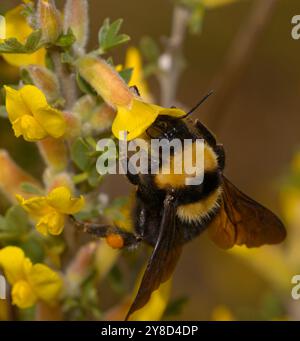 Bourdon, Bombus, se nourrissant de nectar de fleur sauvage jaune. Banque D'Images