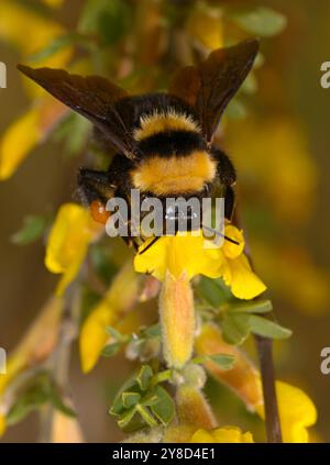 Bourdon, Bombus, se nourrissant de nectar de fleur sauvage jaune. Banque D'Images