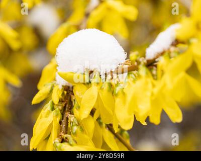 Forsythia intermedia (border forsythia) fleur jaune à la fin de l'hiver avec neige fondante Banque D'Images