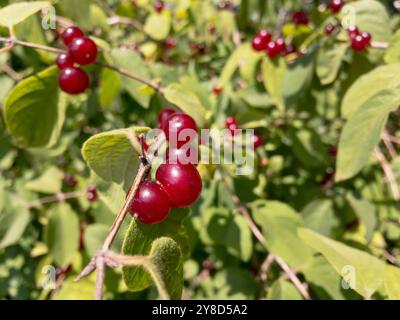 Plante de chèvrefeuille de mouche européenne (Lonicera xylosteum) avec son fruit toxique Banque D'Images