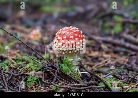 Un champignon rouge éclatant orné de taches blanches brillantes est niché dans un environnement forestier luxuriant et verdoyant Banque D'Images