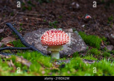 Un champignon rouge éclatant orné de taches blanches brillantes est niché dans un environnement forestier luxuriant et verdoyant Banque D'Images