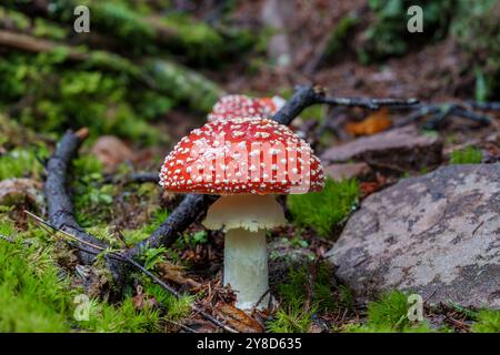 Un champignon rouge éclatant orné de taches blanches brillantes est niché dans un environnement forestier luxuriant et verdoyant Banque D'Images