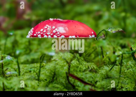 Un champignon rouge éclatant orné de taches blanches brillantes est niché dans un environnement forestier luxuriant et verdoyant Banque D'Images