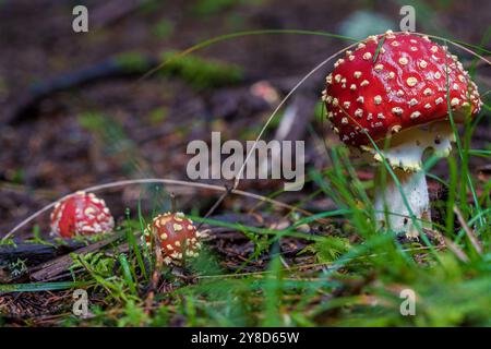 Un champignon rouge éclatant orné de taches blanches brillantes est niché dans un environnement forestier luxuriant et verdoyant Banque D'Images