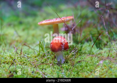 Un champignon rouge éclatant orné de taches blanches brillantes est niché dans un environnement forestier luxuriant et verdoyant Banque D'Images