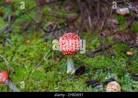 Un champignon rouge éclatant orné de taches blanches brillantes est niché dans un environnement forestier luxuriant et verdoyant Banque D'Images