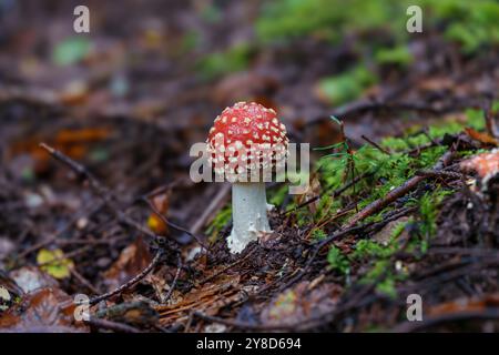 Un champignon rouge éclatant orné de taches blanches brillantes est niché dans un environnement forestier luxuriant et verdoyant Banque D'Images