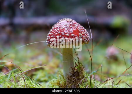 Un champignon rouge éclatant orné de taches blanches brillantes est niché dans un environnement forestier luxuriant et verdoyant Banque D'Images