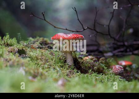 Un champignon rouge éclatant orné de taches blanches brillantes est niché dans un environnement forestier luxuriant et verdoyant Banque D'Images