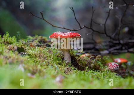 Un champignon rouge éclatant orné de taches blanches brillantes est niché dans un environnement forestier luxuriant et verdoyant Banque D'Images