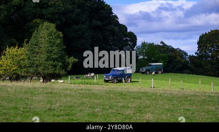 Land Rover conduite ensemble, rassemblement de troupeaux d'animaux (pâturages et pâturages, agriculteur occupé, travaux agricoles) - West Yorkshire, Angleterre, Royaume-Uni. Banque D'Images