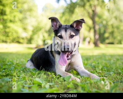 Un chiot de race mixte berger allemand allongé dans l'herbe et haletant Banque D'Images