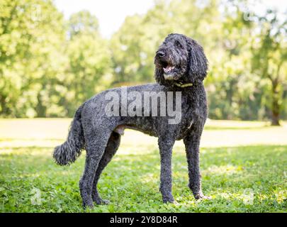 Un caniche gris debout à l'extérieur avec une expression heureuse Banque D'Images