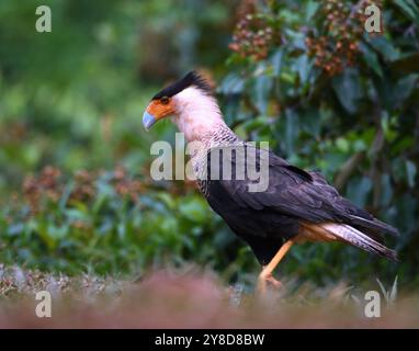 Caracara à crête (Caracara plancus) du Costa Rica Banque D'Images