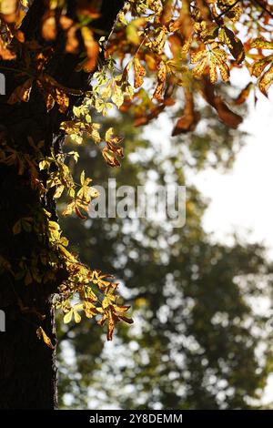 Feuilles de châtaignier jaunes et brunes avec lumière naturelle accentuant leurs détails complexes et leur texture. Feuilles d'automne brillantes de châtaignier sur le SK bleu Banque D'Images