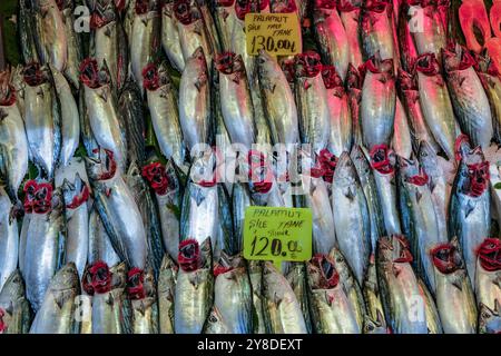 Istanbul, Turquie - 18 septembre 2024 : étable de poissons de bonite de l'Atlantique, également connu en Turquie sous le nom de Palamut, au marché de Kadikoy à Istanbul, Turquie. Banque D'Images