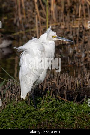 Egret à la réserve naturelle du parc Gosforth Banque D'Images