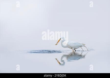 Les aigrettes blanches enneigées tandis que le soleil et la brume créent un effet miroir sur le lac Banque D'Images