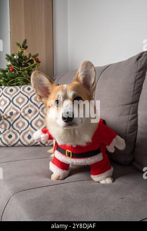 Un chien porte un costume de Père Noël et se tient debout sur un canapé. Le chien regarde la caméra avec un sourire sur le visage Banque D'Images