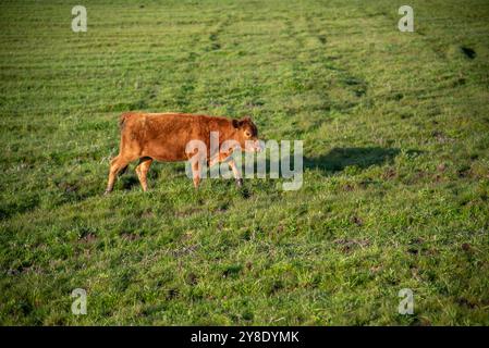 Animaux de ferme de la race 'devon'. Banque D'Images