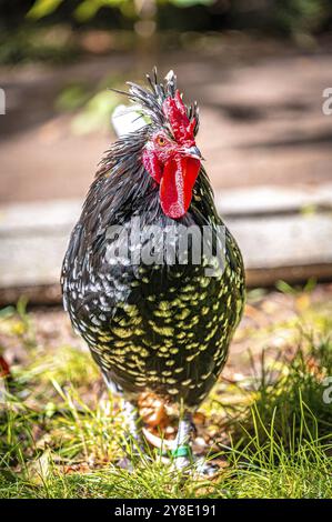 Un poulet d'Ancône (Gallus gallus domesticus) aux plumes rouges, noires et blanches se dresse sur l'herbe, Varna, Bulgarie, Europe Banque D'Images