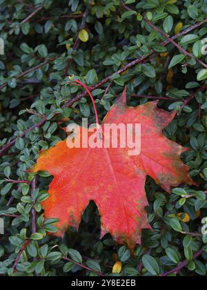 Feuille d’automne Banque D'Images