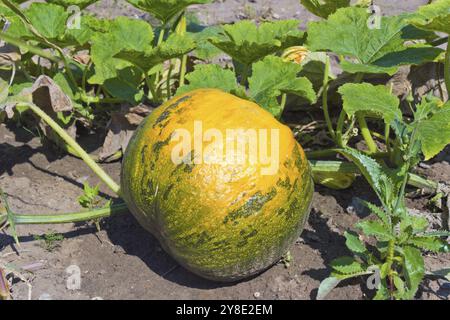 Pumpkin sur terrain Banque D'Images