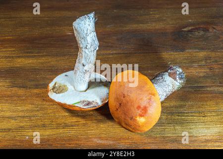 Vue rapprochée de deux champignons de tremble fraîchement cueillis avec des chapeaux orange isolés sur une surface en bois. Banque D'Images