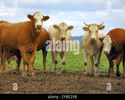 Vaches au pâturage Banque D'Images