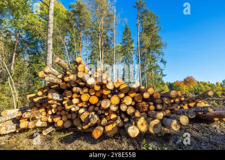 Vue rapprochée de bûches coupées empilées de la déforestation, avec fond de forêt et ciel bleu clair en automne. Suède. Banque D'Images