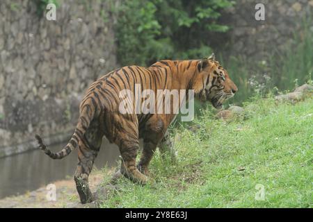 Un tigre du Bengale est debout dans l'herbe regardant autour Banque D'Images