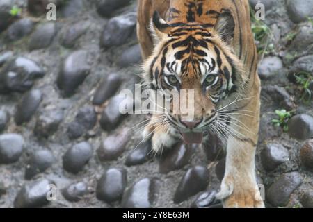 Un tigre de Sumatra debout sur un rocher en regardant la caméra Banque D'Images