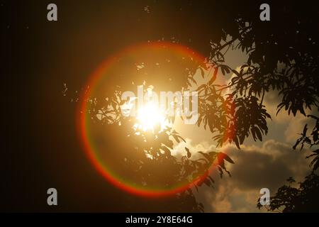 belle réfraction de la lumière du soleil entre les feuilles Banque D'Images