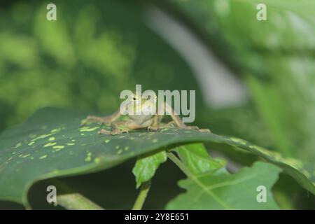 un caméléon perché sur les feuilles regardant la caméra Banque D'Images