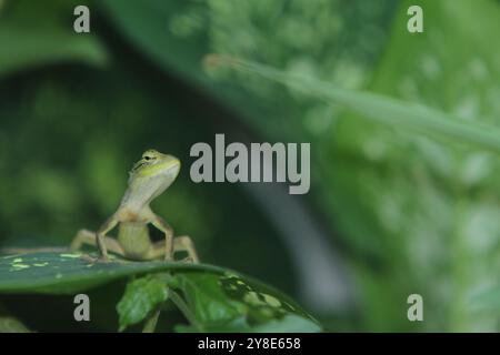 un caméléon perché sur les feuilles regardant la caméra Banque D'Images