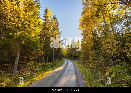 Route forestière d'automne serpentant à travers les arbres avec la lumière du soleil brille à travers les branches sous le ciel clair. Suède. Banque D'Images