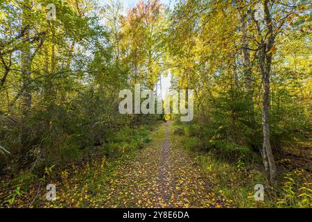 Sentier couvert de feuilles d'automne menant à une forêt dense, entouré de feuillage vert et jaune sous la lumière du soleil. Suède. Banque D'Images