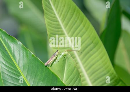 Une sauterelle obscure d'oiseau, Schistocerca obscura, assise sur une grande feuille. Banque D'Images