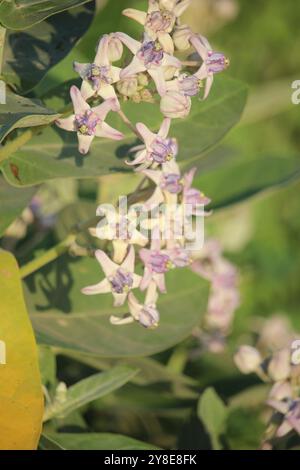 fleur de calotropis gigantea ou widuri en fleur Banque D'Images