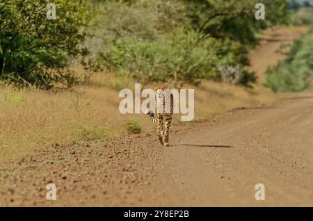 Le guépard (Acinonyx jubatus) est un grand chat et l'animal terrestre le plus rapide. Il a une fourrure tawny à crémeux blanc ou pâle buff qui est marquée avec uniformément Banque D'Images