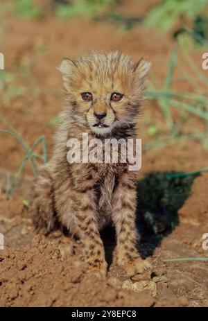 Le guépard (Acinonyx jubatus) est un grand chat et l'animal terrestre le plus rapide. Il a une fourrure tawny à crémeux blanc ou pâle buff qui est marquée avec uniformément Banque D'Images