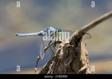 Pondhawk oriental (Erythemis simplicicollis) s'attaquant souvent à d'autres libellules de leur taille. Ce sont les seules espèces écumoire avec un visage vert Banque D'Images