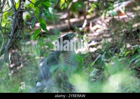 Le faucon de Cooper (Accipiter cooperii), également connu sous le nom de faucon de Cooper, est un animal indigène américain. Banque D'Images