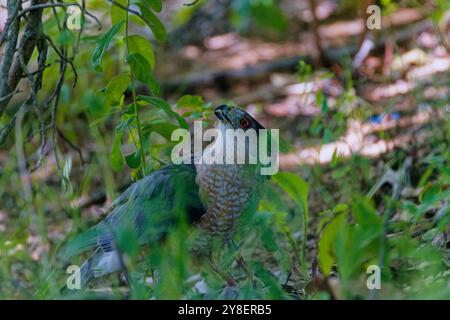 Le faucon de Cooper (Accipiter cooperii), également connu sous le nom de faucon de Cooper, est un animal indigène américain. Banque D'Images