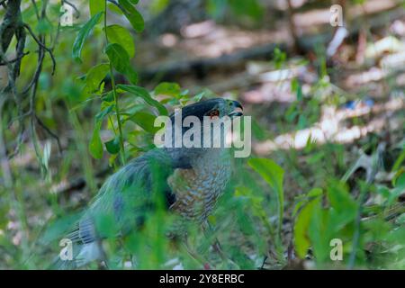 Le faucon de Cooper (Accipiter cooperii), également connu sous le nom de faucon de Cooper, est un animal indigène américain. Banque D'Images